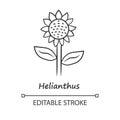 Helianthus linear icon. Sunflower head with inscription. Field blooming flower. Agriculture contour symbol. Summer Royalty Free Stock Photo