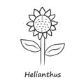 Helianthus linear icon. Thin line illustration. Sunflower head with name inscription. Field blooming flower. Agriculture Royalty Free Stock Photo