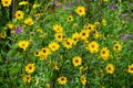 Helianthus mollis Downy Sunflower Royalty Free Stock Photo