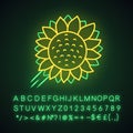 Helianthus Neon Light Icon. Sunflower Head. Field Blooming Flower. Agriculture Symbol. Wild Plant. Summer Blossom