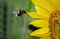 Sunflower and Bee Royalty Free Stock Photo