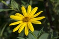 Helianthus Tuberosus Flower, aka Jurusalem Arichoke Royalty Free Stock Photo