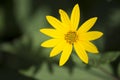 Helianthus Tuberosus Flower Head, aka Jurusalem Arichoke Royalty Free Stock Photo