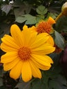 Helianthus tuberosus flower Royalty Free Stock Photo