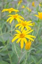 Helianthus tuberosus flower Royalty Free Stock Photo