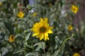 Helianthus tuberosus high garden flowers in bloom, root vegetable flowering plant with yellow petals Royalty Free Stock Photo