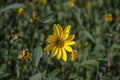 Helianthus tuberosus high garden flowers in bloom, root vegetable flowering plant with yellow petals Royalty Free Stock Photo