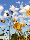 helianthus tuberosus, jerusalem artichoke, yellow flower, blue sky, white clouds, september Royalty Free Stock Photo