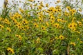 Helianthus tuberosus L. or girasol, Jerusalem Artichoke, Earth Apple flowers Royalty Free Stock Photo