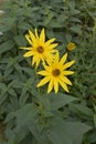 Yellow bright flowers of Helianthus tuberosus Royalty Free Stock Photo