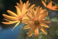 Helianthus tuberosus ornamental edible plant in bloom, yellow flowering flowers on a blurred background close-up Royalty Free Stock Photo