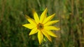 Helianthus tuberosus topinambur blossom yellow Jerusalem artichoke plant sunroot sunchoke earth apple, sunchoke wild Royalty Free Stock Photo