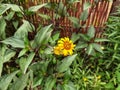 Helianthus tuberosus, yellow flowering flowers and green leaves. Sunroot.