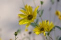 Helianthus tuberosus yellow Jerusalem artichoke sunflower flowers in bloom, beautiful food flowering plant Royalty Free Stock Photo