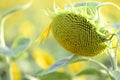 Helianthus with yellow bright colours