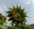 Helianthus is a yellow flower. Is very eye-catching, sometimes the flower is even bigger than the trunk Almost unbalanced Popular Royalty Free Stock Photo