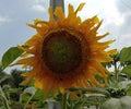 Helianthus is a yellow flower. Is very eye-catching, sometimes the flower is even bigger than the trunk Almost unbalanced Popular Royalty Free Stock Photo