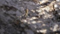 Helicase, arachnids Crimean Peninsula. Spider sits on a web.