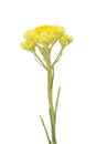 Helichrysum arenarium