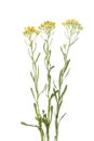 Helichrysum arenarium