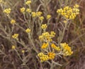 Helichrysum arenarium Royalty Free Stock Photo