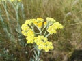 Helichrysum arenarium is also known as dwarf everlast, and as immortelle Royalty Free Stock Photo