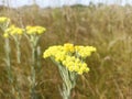 Helichrysum arenarium is also known as dwarf everlast, and as immortelle Royalty Free Stock Photo