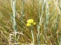 Helichrysum arenarium is also known as dwarf everlast, and as immortelle Royalty Free Stock Photo