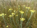 Helichrysum arenarium is also known as dwarf everlast, and as immortelle Royalty Free Stock Photo