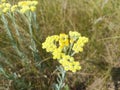 Helichrysum arenarium is also known as dwarf everlast, and as immortelle Royalty Free Stock Photo