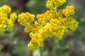 Helichrysum arenarium, dwarf everlast, immortelle yellow flowers Royalty Free Stock Photo