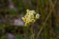 Helichrysum arenarium, dwarf everlast, immortelle yellow flowers closeup Royalty Free Stock Photo
