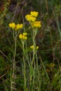 Helichrysum arenarium, dwarf everlast, immortelle yellow flowers closeup Royalty Free Stock Photo