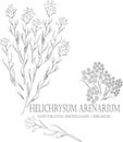 Helichrysum arenarium flowers contour vector illustration