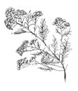 Helichrysum arenarium. Handdrawn botanical illustration. Health and Nature. Medicinal plant. hand drawn illustration, isolated on