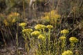 Helichrysum arenarium, immortelle yellow flowers close up