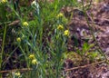 Helichrysum arenarium L is also known as dwarf everlast, and as immortelle Royalty Free Stock Photo