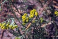 Helichrysum arenarium L is also known as dwarf everlast, and as immortelle Royalty Free Stock Photo