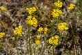 Helichrysum arenarium on meadow