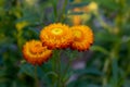 Helichrysum, blooming orange immortelle close-up on a green background
