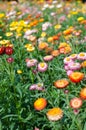 Helichrysum bracteatum Royalty Free Stock Photo