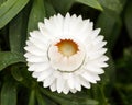 Helichrysum bracteatum flower