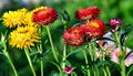 Helichrysum bracteatum flowers Royalty Free Stock Photo