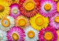 Helichrysum bracteatum Straw flower