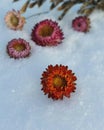 Helichrysum Royalty Free Stock Photo