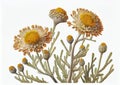 Helichrysum, Everlasting, Immortelle, Strawflower, Medicinal Plant, Abstract Generative AI Illustration