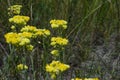 Helichrysum flowers, Immortelle flowers, summer meadow, Eastern Europe