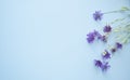 Helichrysum flowers pink purple field on a light background. Beautiful dried field flowers. Eternal beauty frozen in plants. A Royalty Free Stock Photo