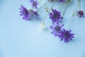 Helichrysum flowers pink purple field on a light background. Beautiful dried field flowers. Eternal beauty frozen in plants. A Royalty Free Stock Photo