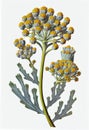 Helichrysum Immortelle Everlasting Medicinal Plant, Strawflower Abstract Generative AI Illustration